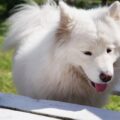 Ile szczeniąt może mieć samoyed w jednym miocie?