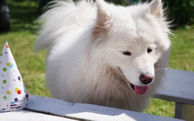 Ile szczeniąt może mieć samoyed w jednym miocie?