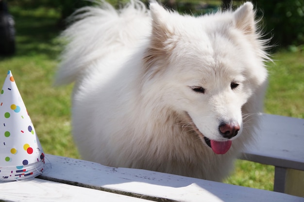 Ile szczeniąt może mieć samoyed w jednym miocie?