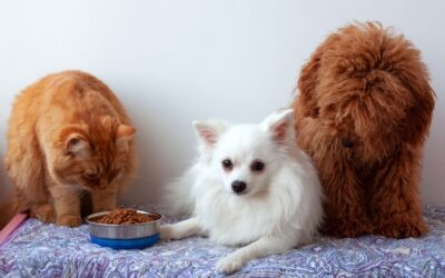 Jak dobrać odpowiednią karmę dla maltańczyka?