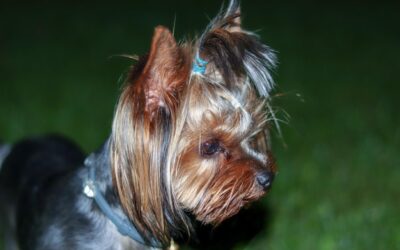 Jak szybko rosną włosy maltańczyka i co wpływa na ich wzrost?