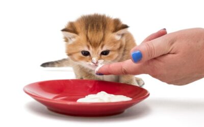Jakie pokarmy są najlepsze dla małego kotka?