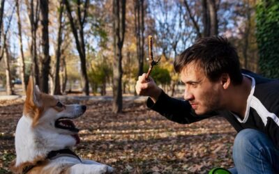 Dlaczego warto nauczyć psa gryźć karmę?