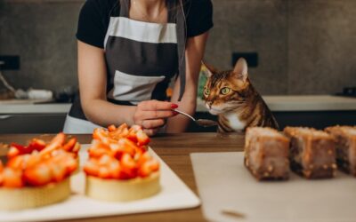 Domowe przysmaki – jak zrobić jedzenie dla kota własnoręcznie?