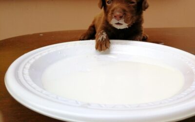 Jak często i w jakich porach dawać szczeniakowi jeść?