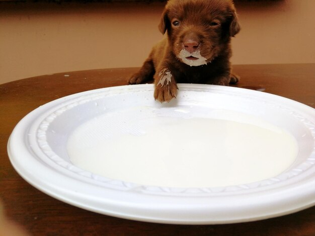 Jak często i w jakich porach dawać szczeniakowi jeść?