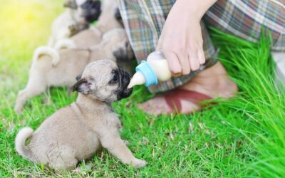 Jak często karmić szczeniaka, by zapewnić mu zdrowy rozwój?