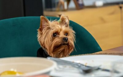 Jak często karmić szczeniaka yorka, by był zdrowy i zadowolony?