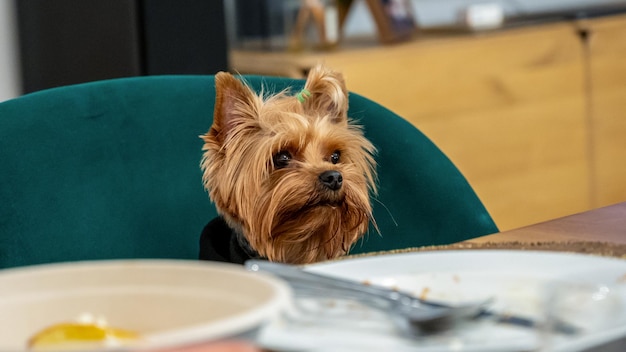 Jak często karmić szczeniaka yorka, by był zdrowy i zadowolony?