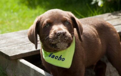 Jak dobrać karmę dla psa z chorą wątrobą?