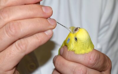 Jak dobrać odpowiednią karmę dla kanarka?