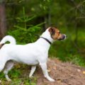 Jak dopasować porcje jedzenia dla jack russell terriera?