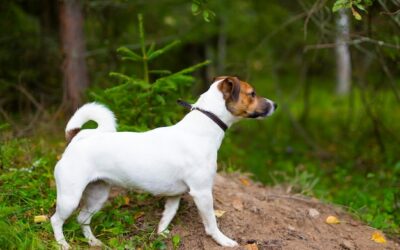 Jak dopasować porcje jedzenia dla jack russell terriera?