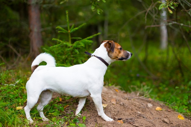 Jak dopasować porcje jedzenia dla jack russell terriera?