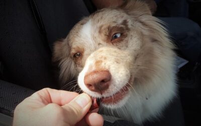 Jak zachęcić psa, żeby zaczął jeść?