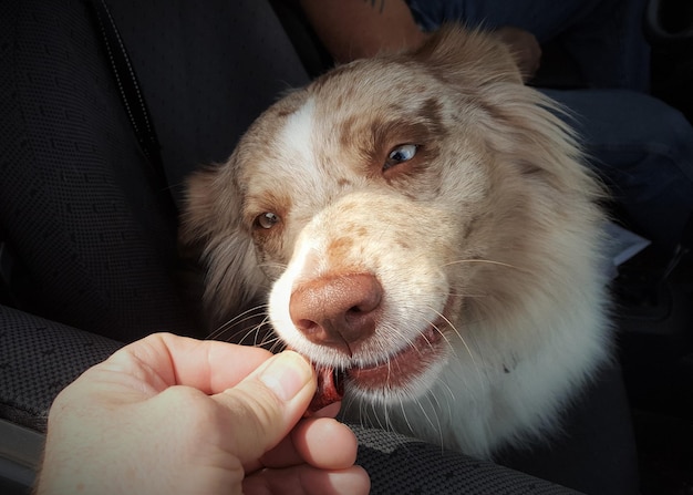 Jak zachęcić psa, żeby zaczął jeść?