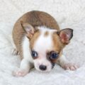 Jaka powinna być waga 3-miesięcznej chihuahuy?