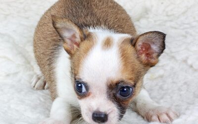 Jaka powinna być waga 3-miesięcznej chihuahuy?