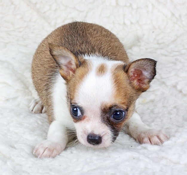 Jaka powinna być waga 3-miesięcznej chihuahuy?