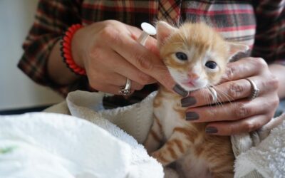 Od jakiego wieku można zacząć karmić kocięta stałym pokarmem?