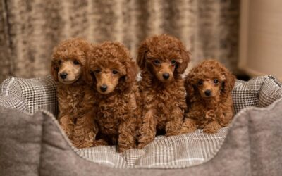 Pudel toy czy maltipoo – którą rasę wybrać do małego mieszkania?