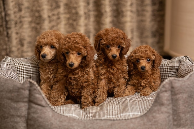 Pudel toy czy maltipoo - którą rasę wybrać do małego mieszkania?