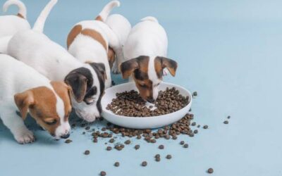 Jak dobrać odpowiednią ilość karmy Brit dla szczeniaka?