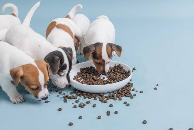 Jak dobrać odpowiednią ilość karmy Brit dla szczeniaka?