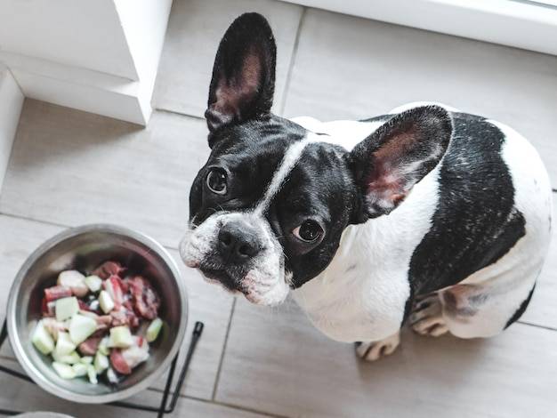 Jak dobrać właściwą ilość suchej karmy dla szczeniaka buldoga francuskiego?