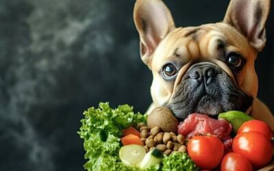 Jak zbilansować dietę buldoga francuskiego?