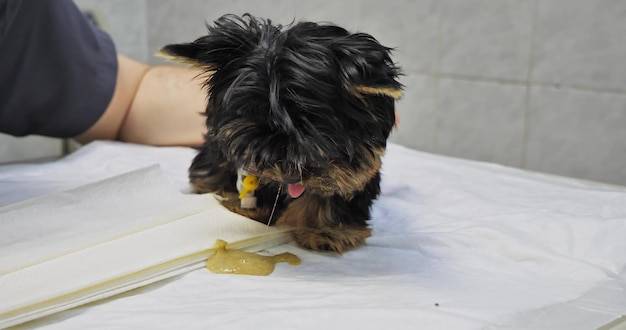 Dieta psa po wymiotach - co podać czworonogowi do jedzenia?